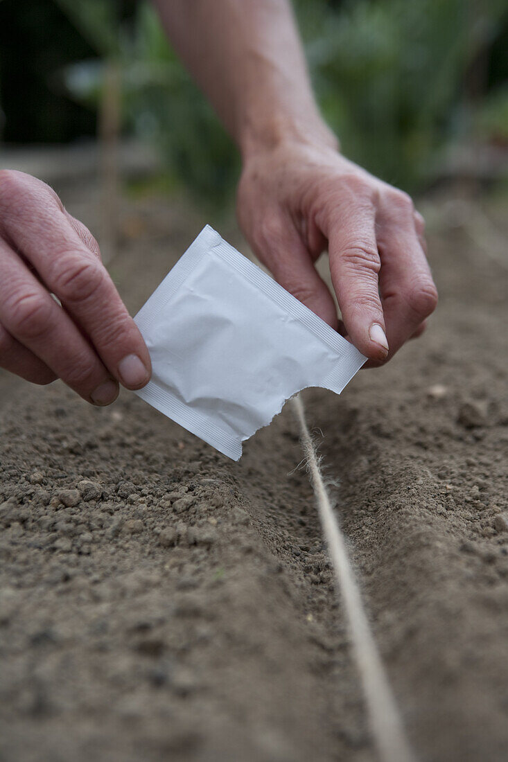 Sowing seeds along a seed drill