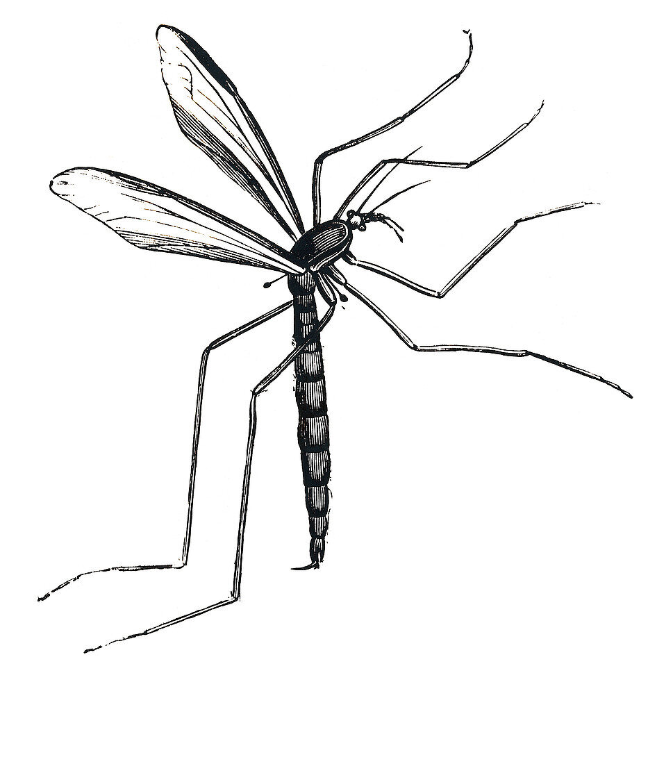 Mosquito in flight, illustration