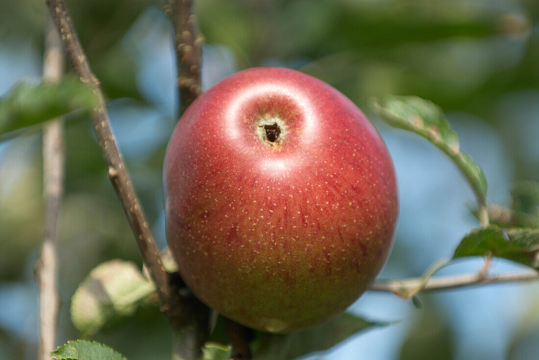 Ripe red apple on tree