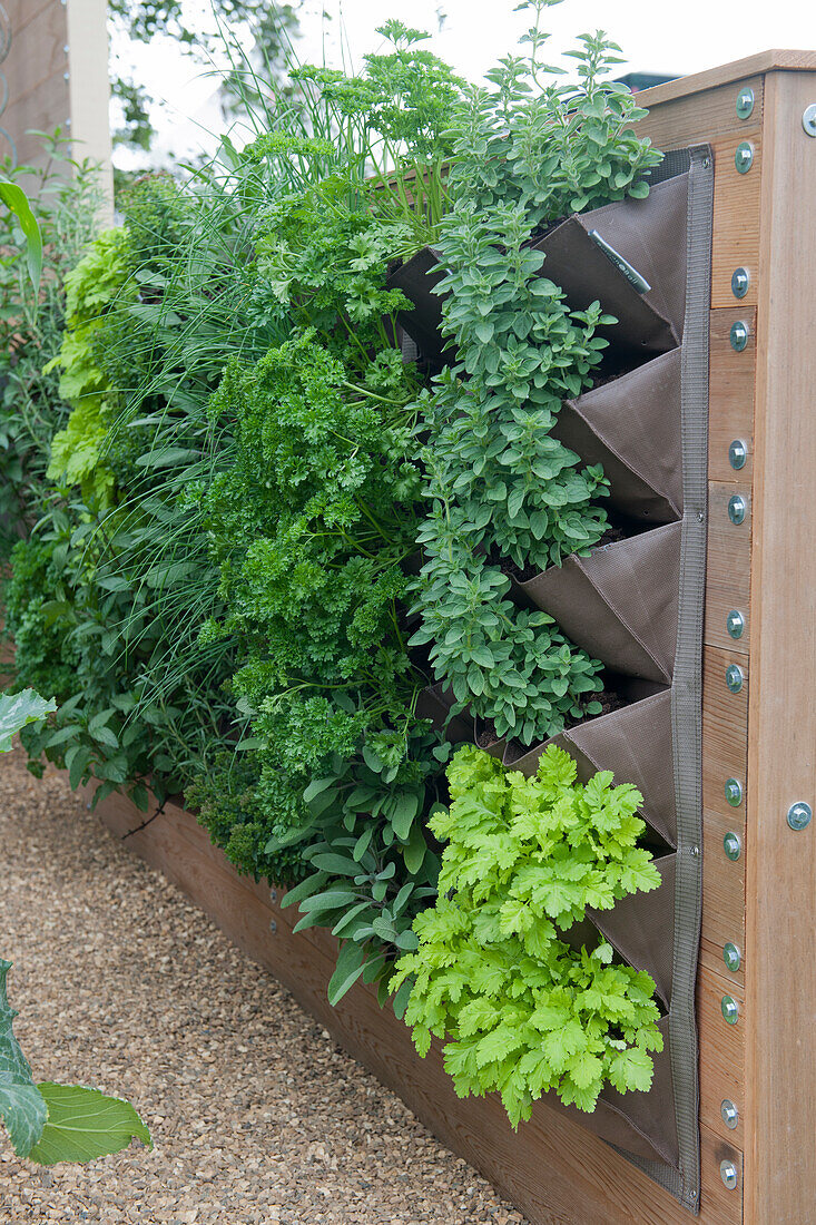 Herbs growing in pockets attached to wall