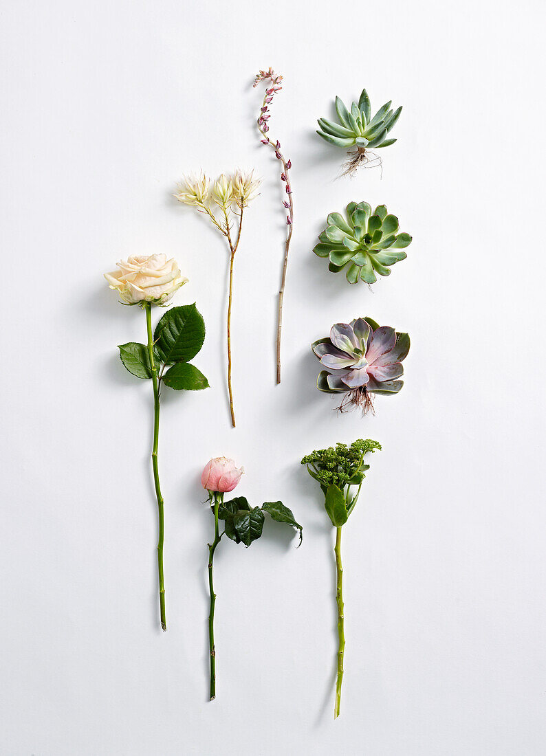 Succulents and roses for flower arranging