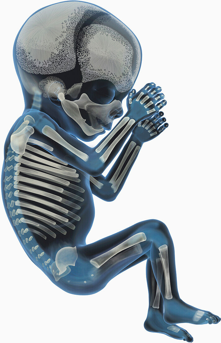 Foetal skeleton at 17 weeks, illustration