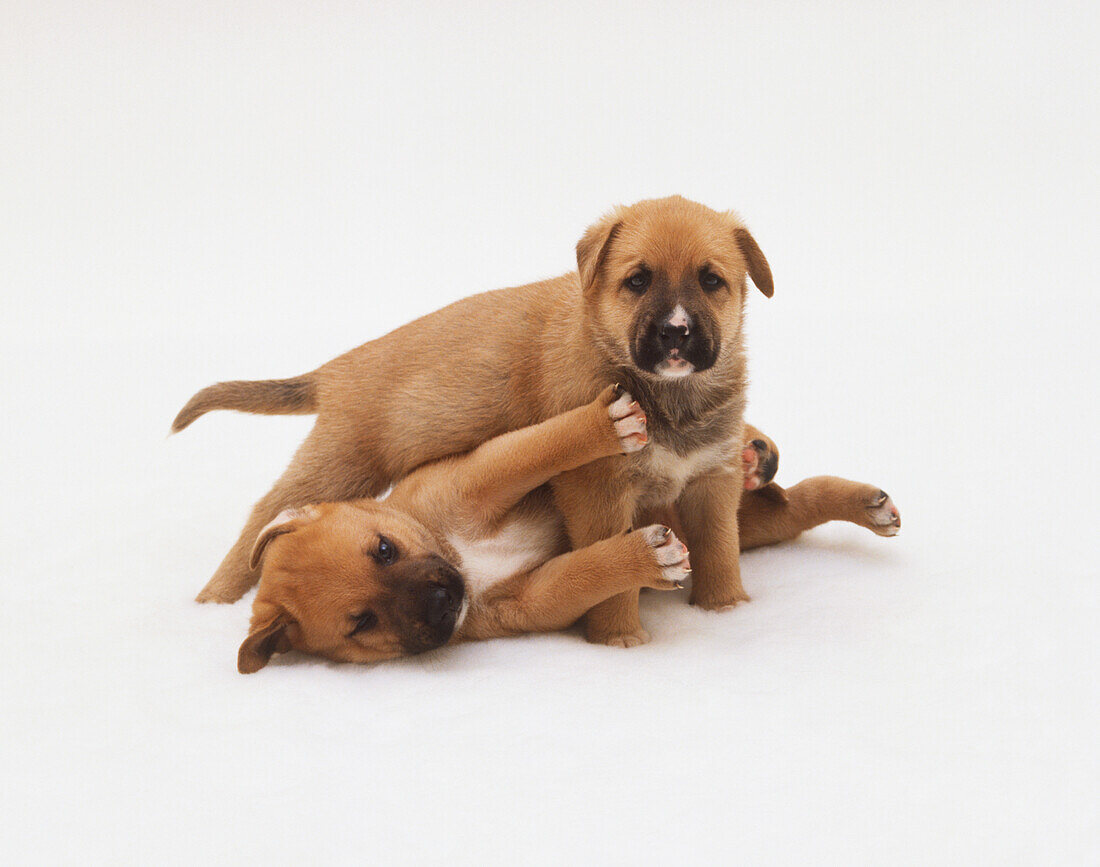 Two puppies play-fighting