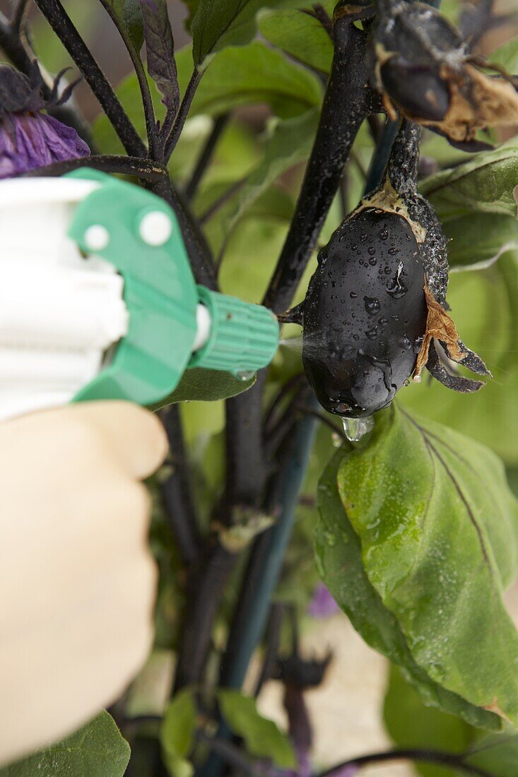 Hand spraying new aubergine fruits with water