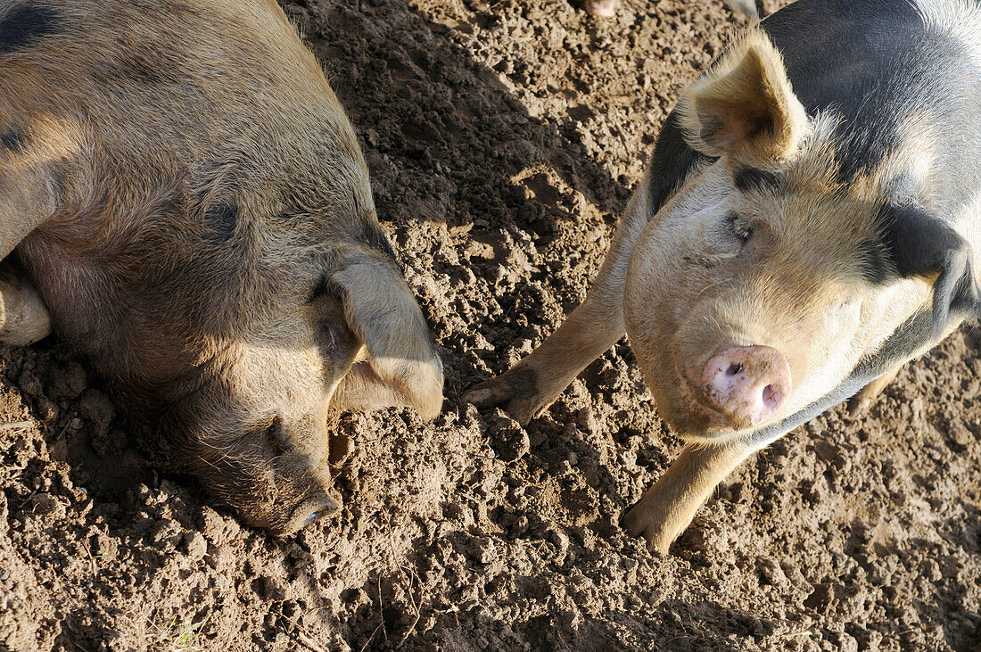 Black spotted pigs on a farm