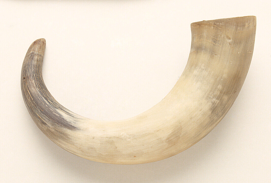 Rounded cow horn