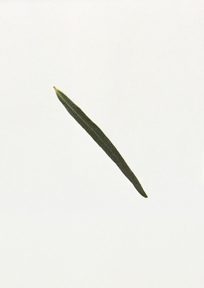 Sea-buckthorn (Hippophae sp.) leaf