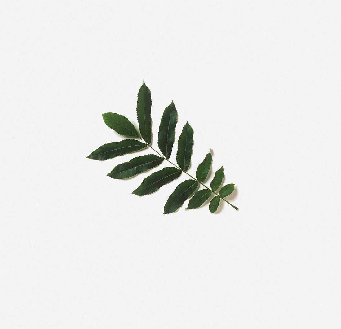 Green toona leaf cutting