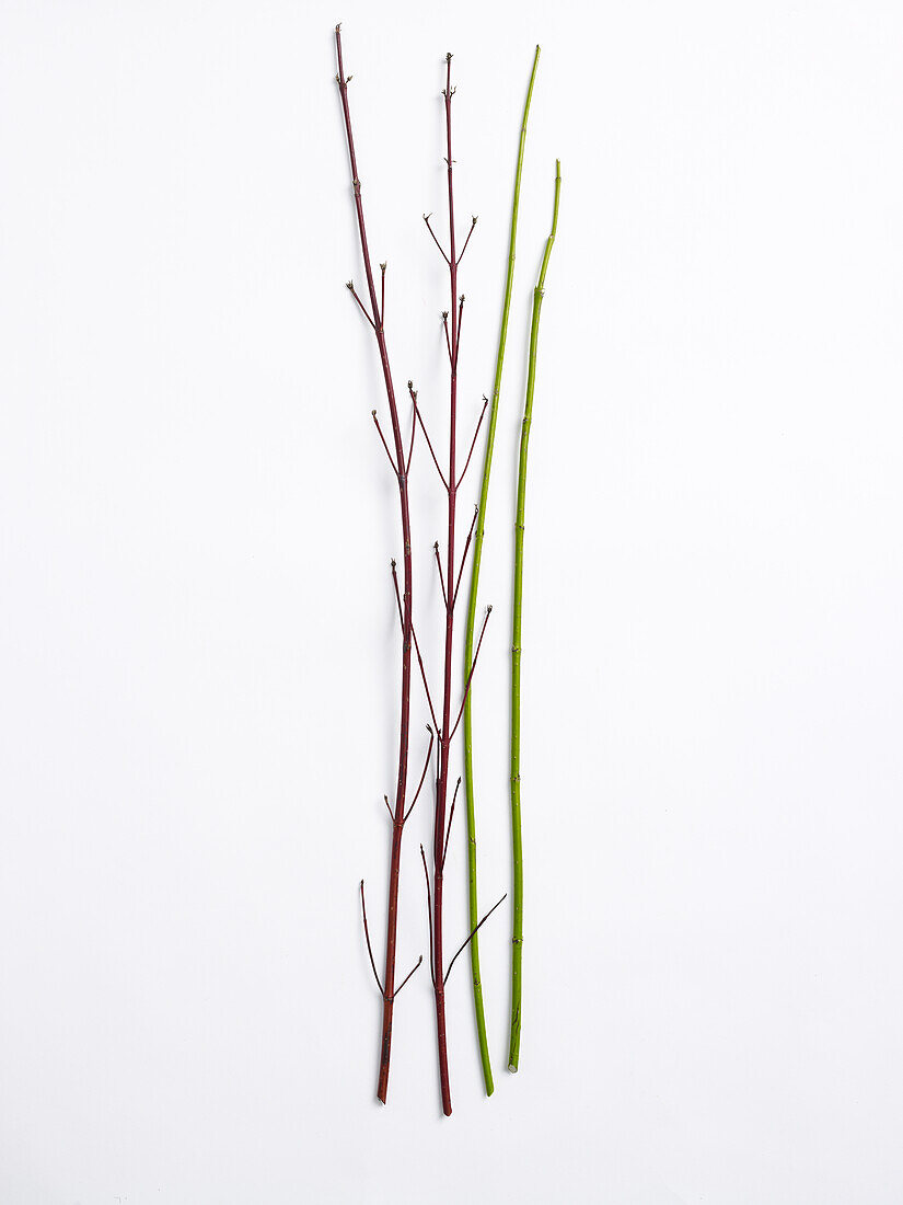 Red dogwood and green dogwood stems