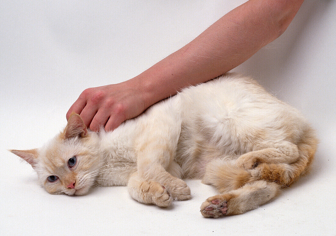 Hand stroking pale ginger cat on neck