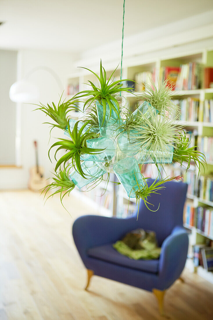 Air plant chandelier hanging in lounge