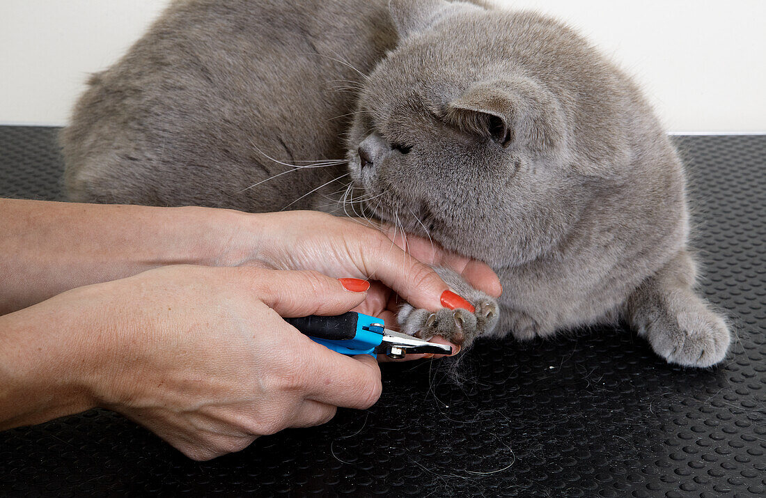 Clipping blue British shorthair's nails