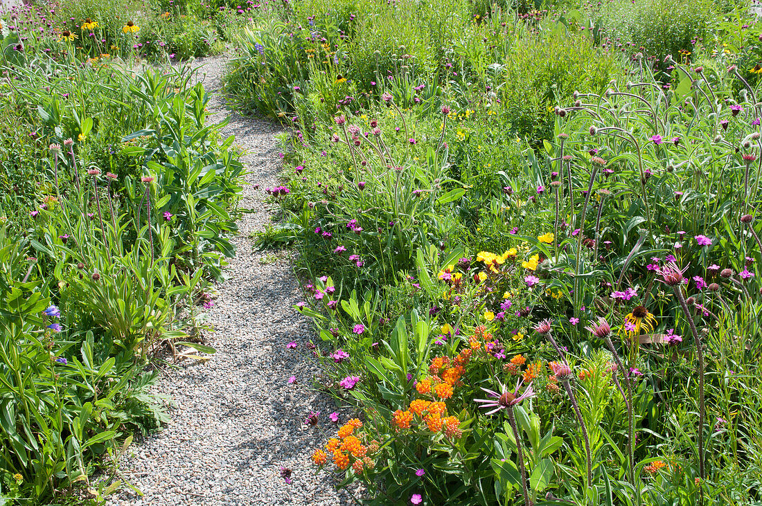 Footpath running through wildflower garden