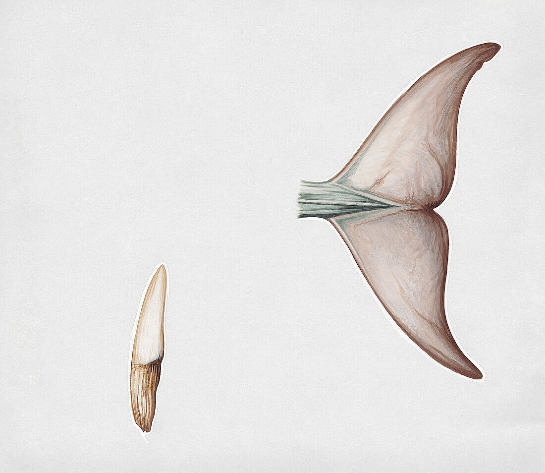 Flukes of Indo-Pacific hump-backed dolphin, illustration