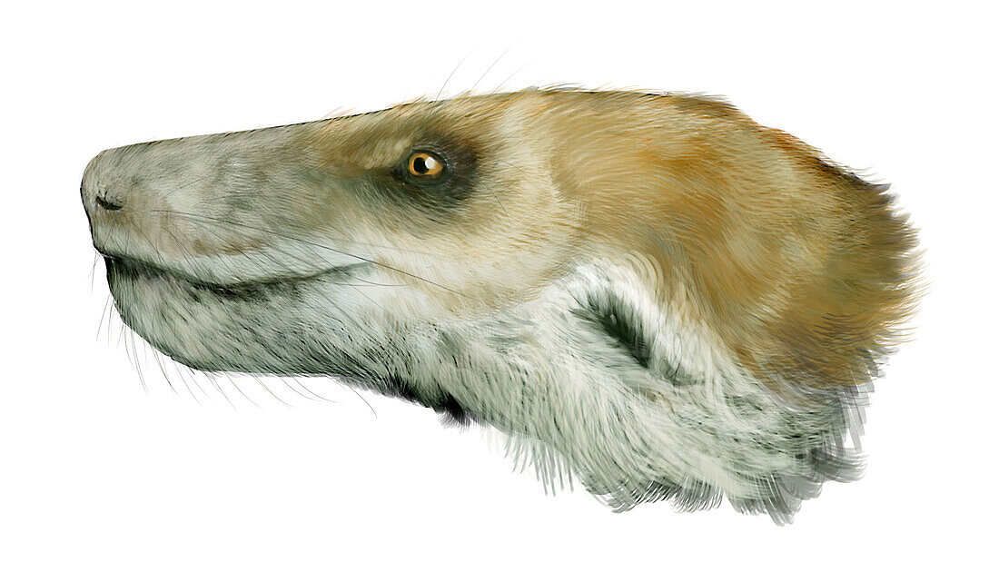 Thrinaxodon cynodont, illustration