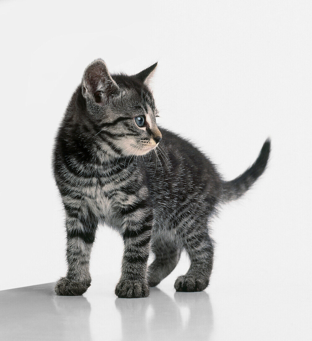Tabby kitten standing and looking to its left