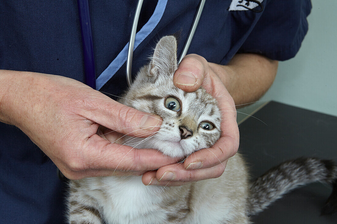 Vet checking the eyes of a female kitten
