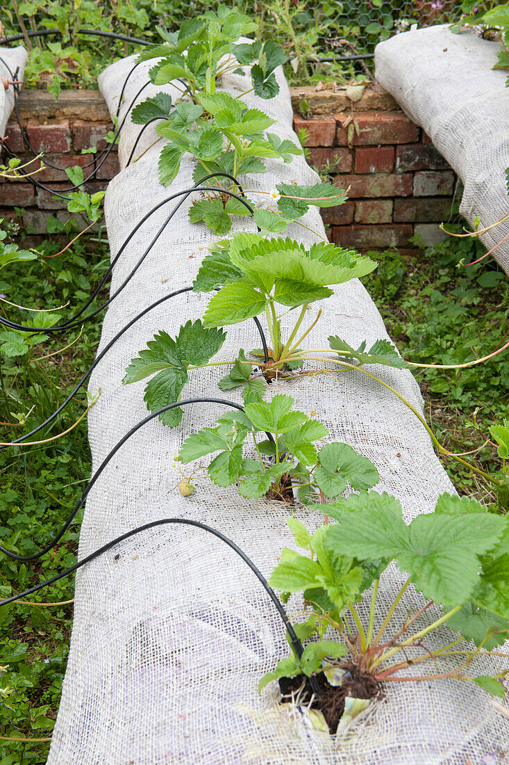 Strawberry plants with irrigation system