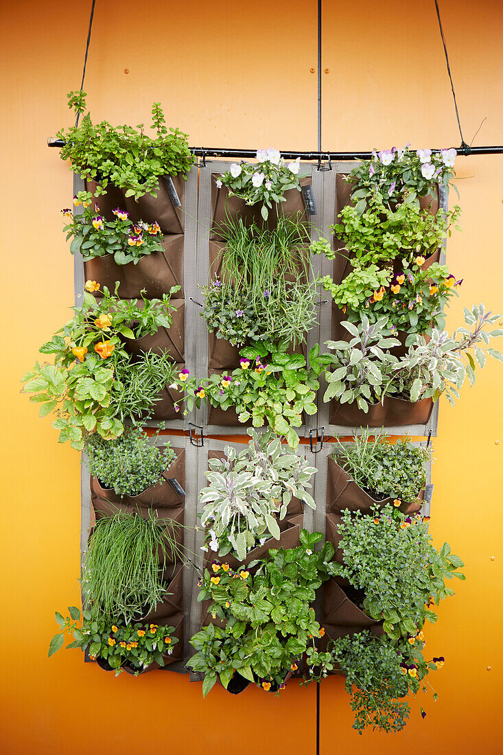 Herbs in hanging wall planter on balcony