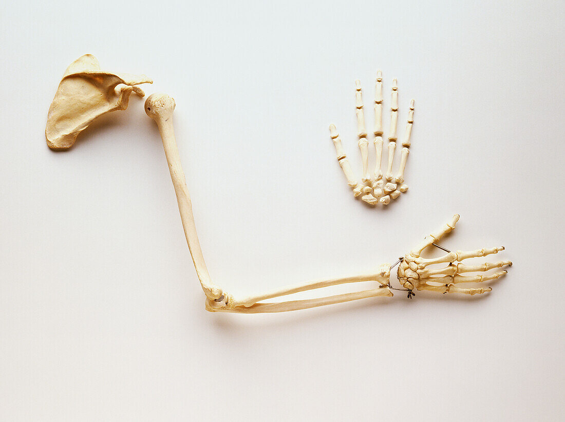 Skeleton of human arm and hand