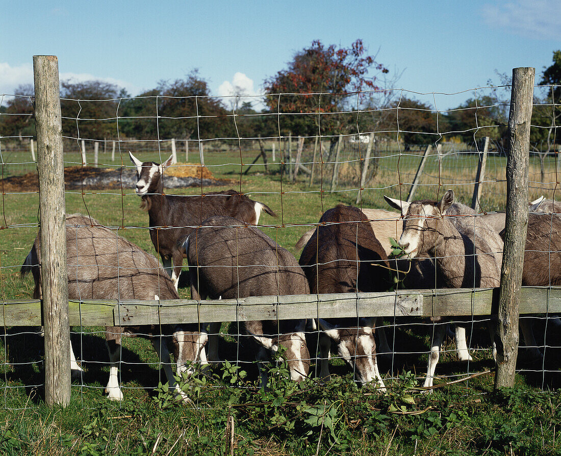 Goats behind a fence in a field