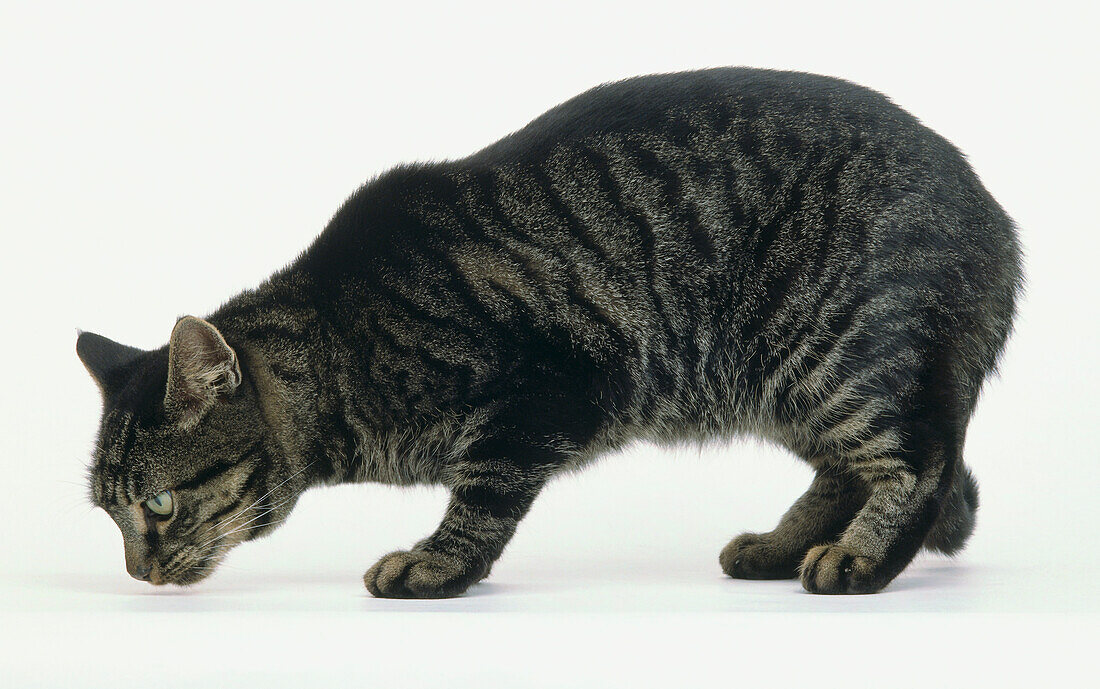 Black tabby shorthair sniffing the ground