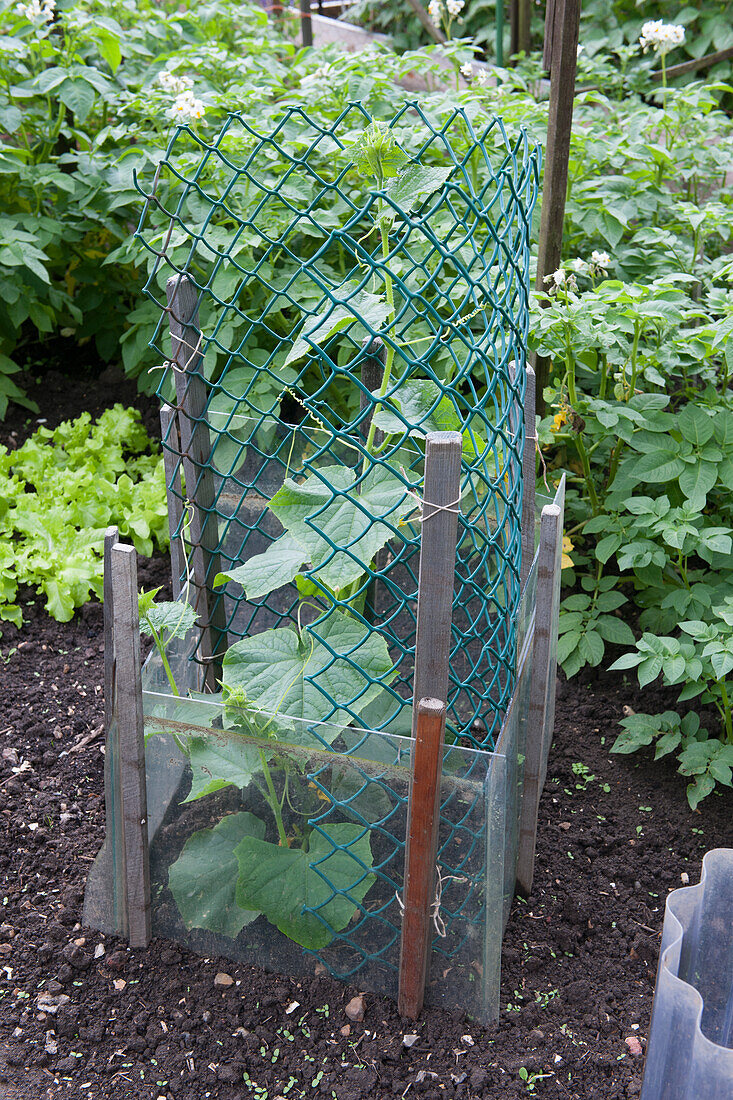 Protective wire cage over vegetable plant