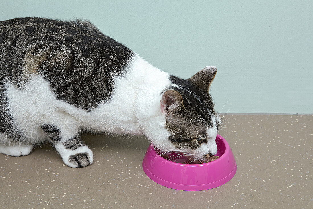 Male tabby and white cat eating from bowl