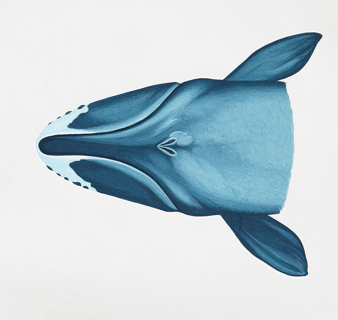 Head of bowhead whale, illustration