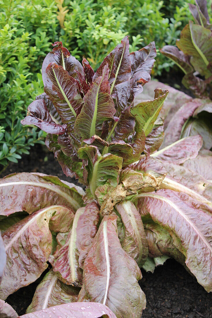 Lettuce leaves damaged by downy mildew