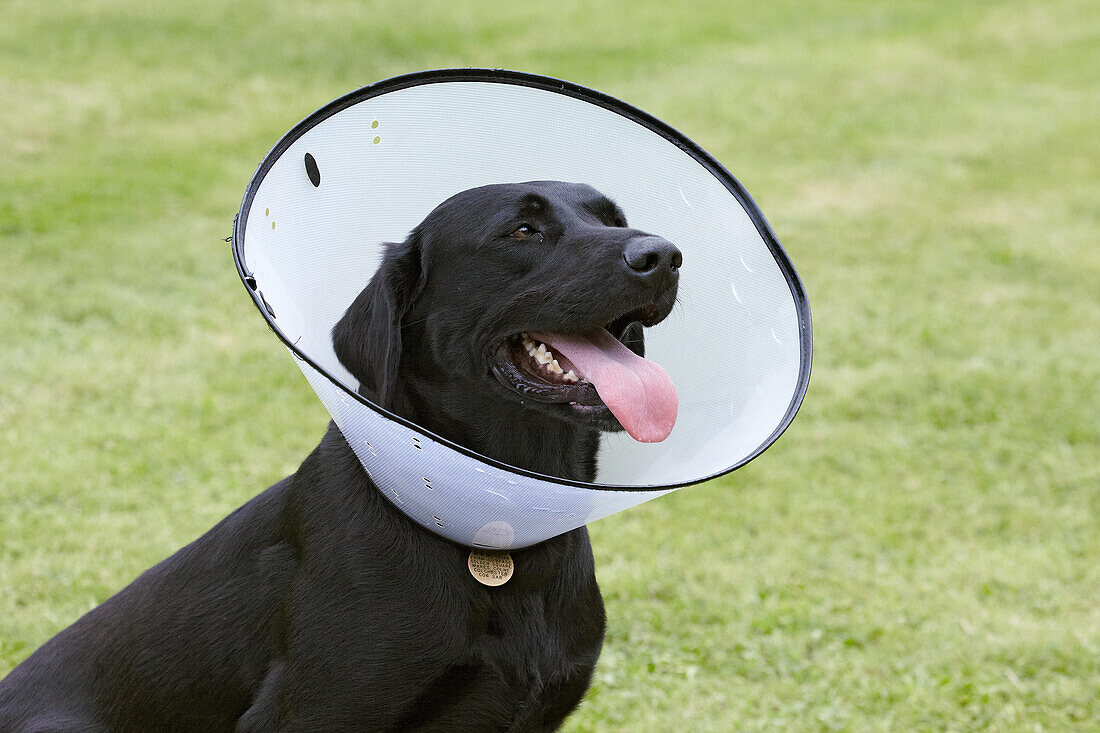 Labrador wearing an Elizabethan collar