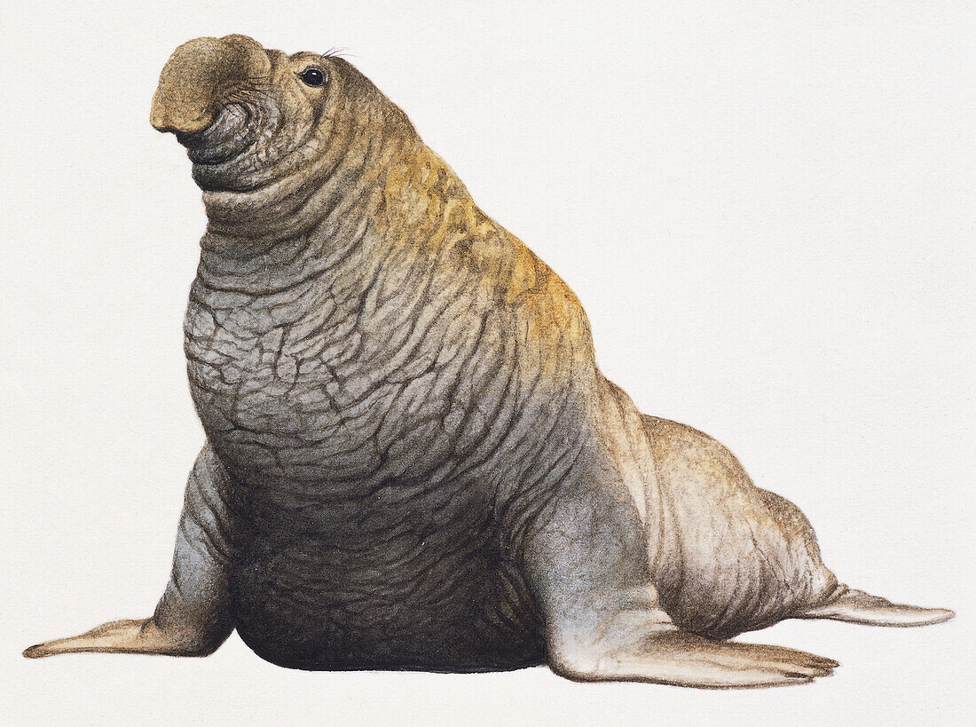 Large wrinkly brown floppy nosed seal, illustration