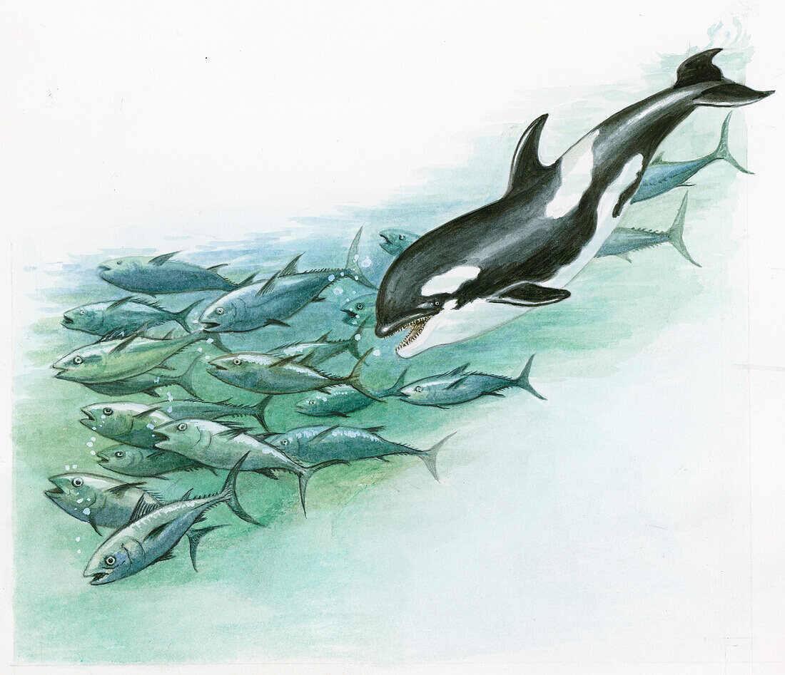 Killer whale hunting a school of fish, illustration