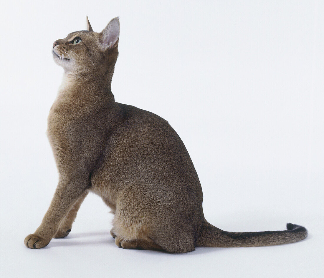 Usual Abyssinian cat