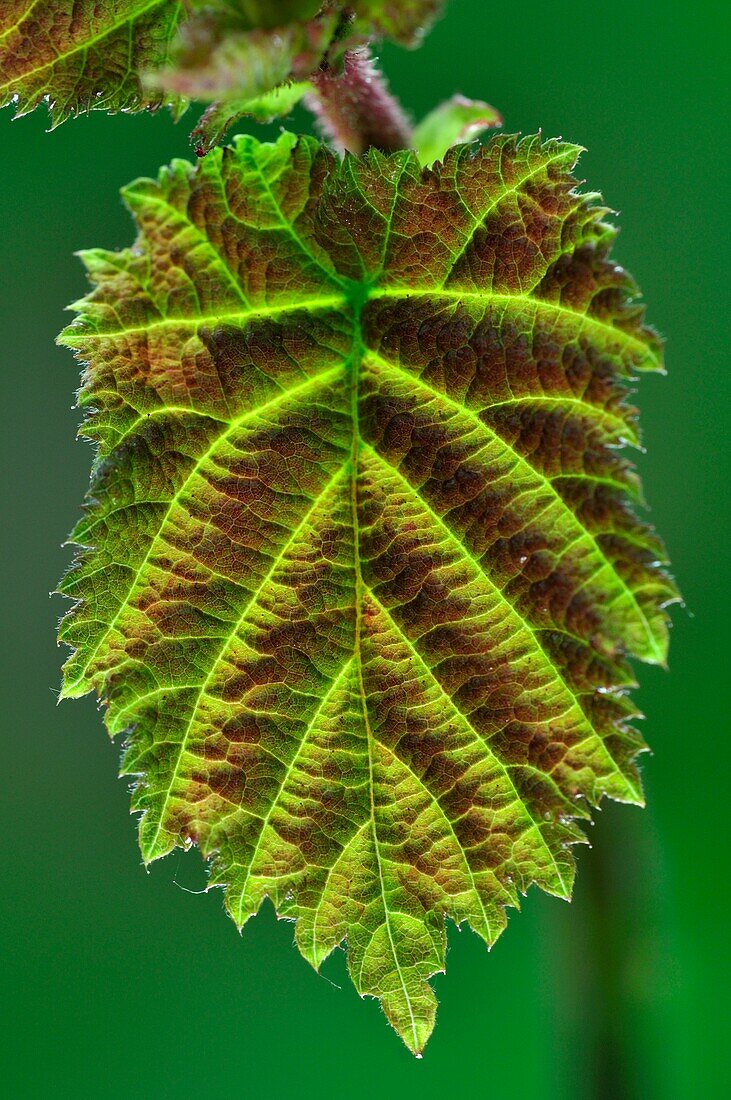 Hazel (Corylus avellana) leaf