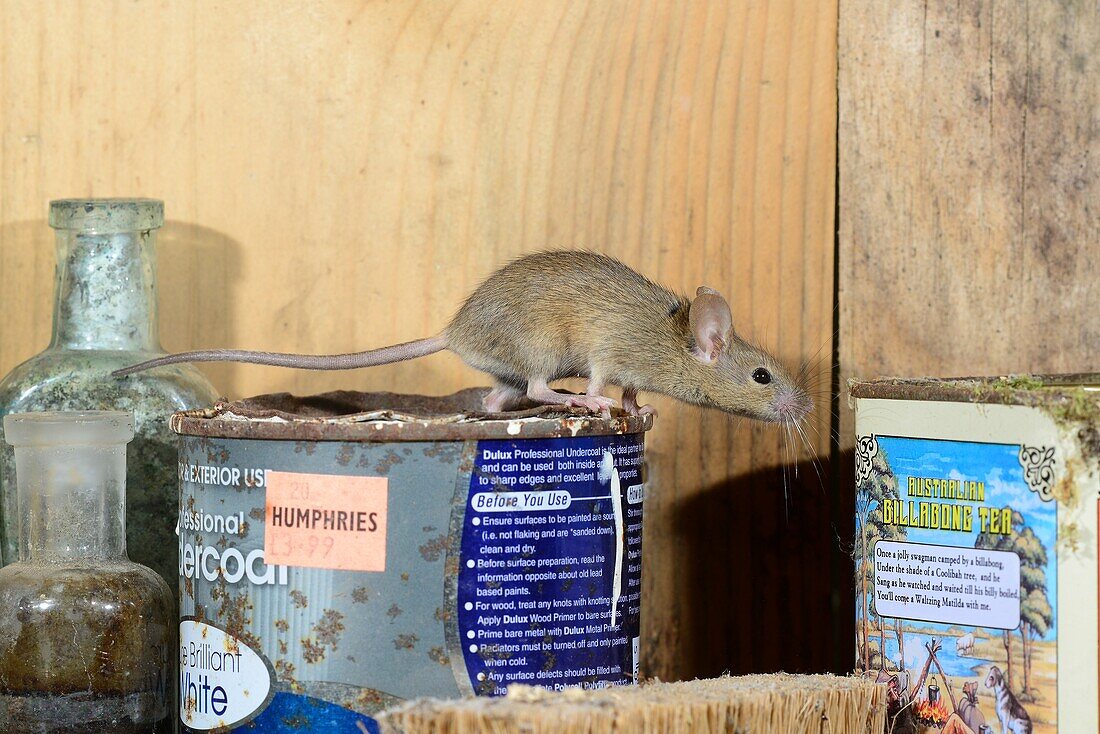 House mouse in a garden shed set