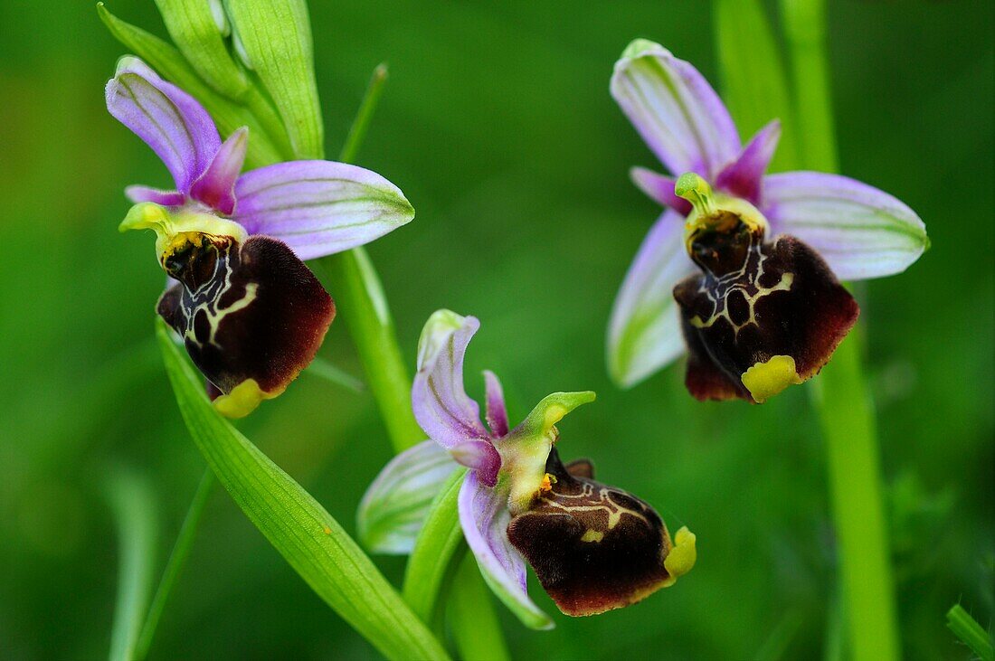 Late spider orchid (Ophrys fuciflora)