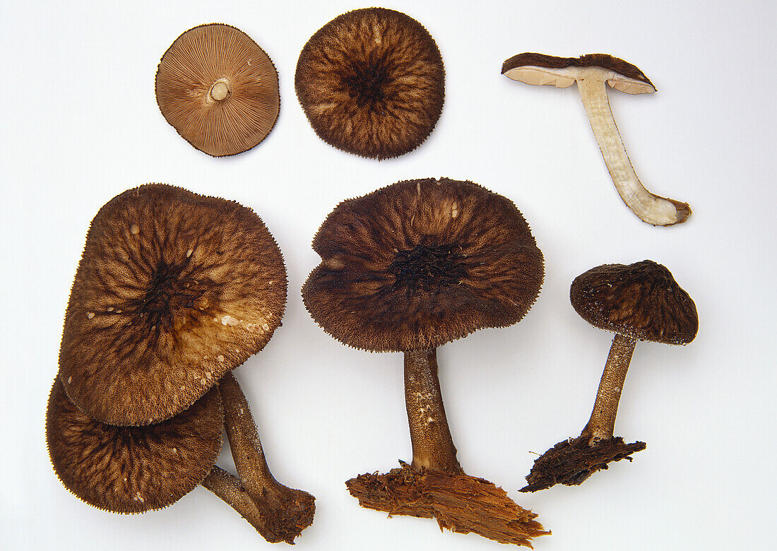 Velvety shield cap (Pluteus umbrosus) mushroom
