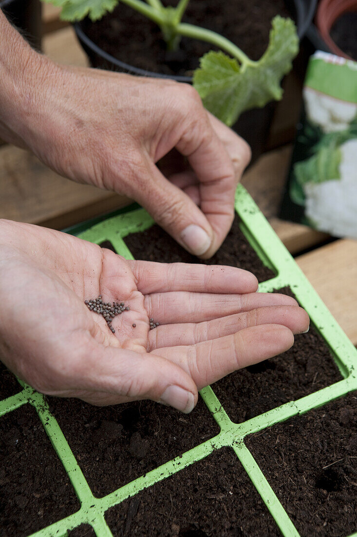 Brassica seed sowing seeds into module trays