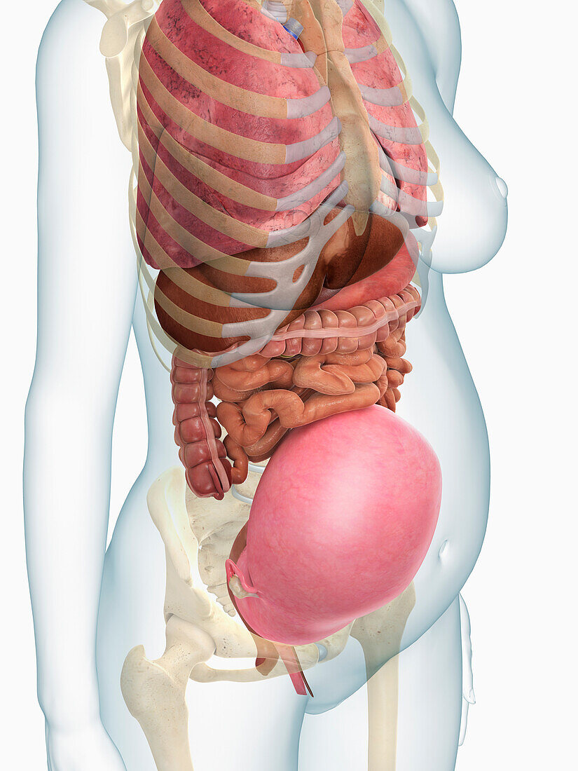 Pregnant woman's body at 7 months, illustration