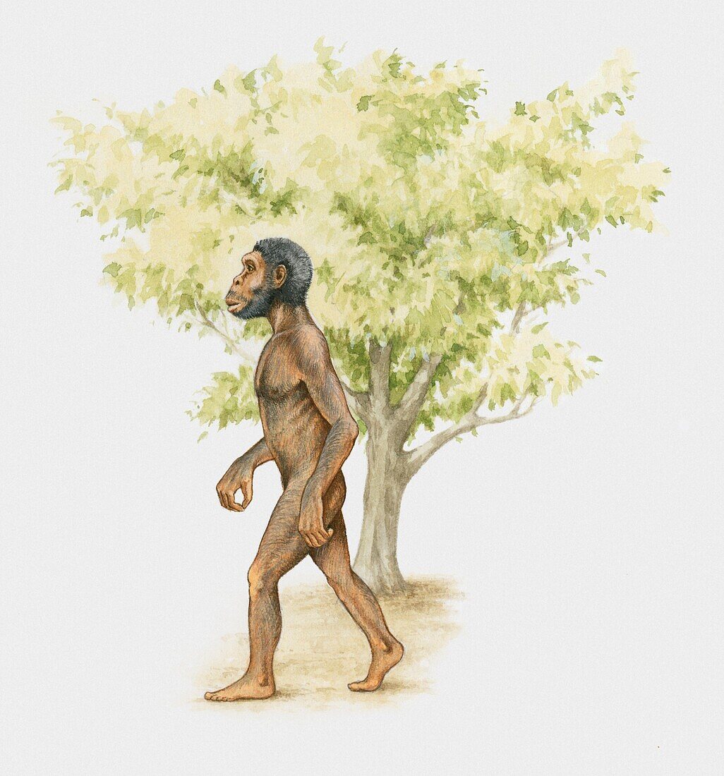 Australopithecus walking upright, illustration