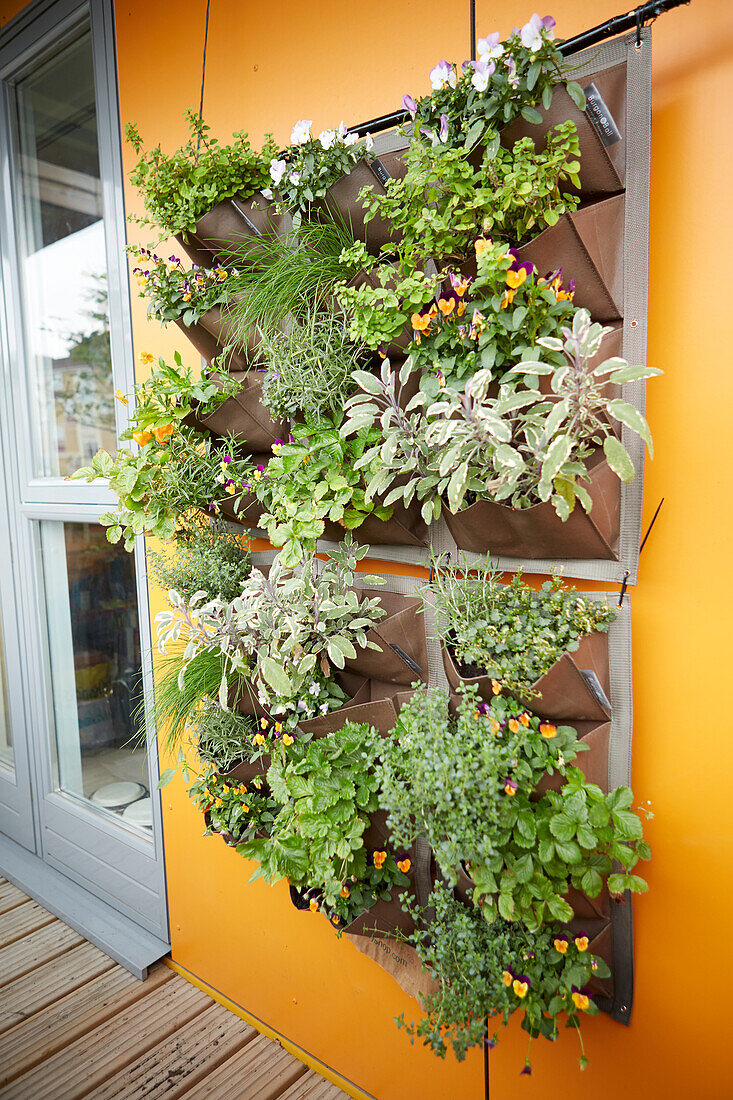 Herbs growing in hanging wall planter on balcony