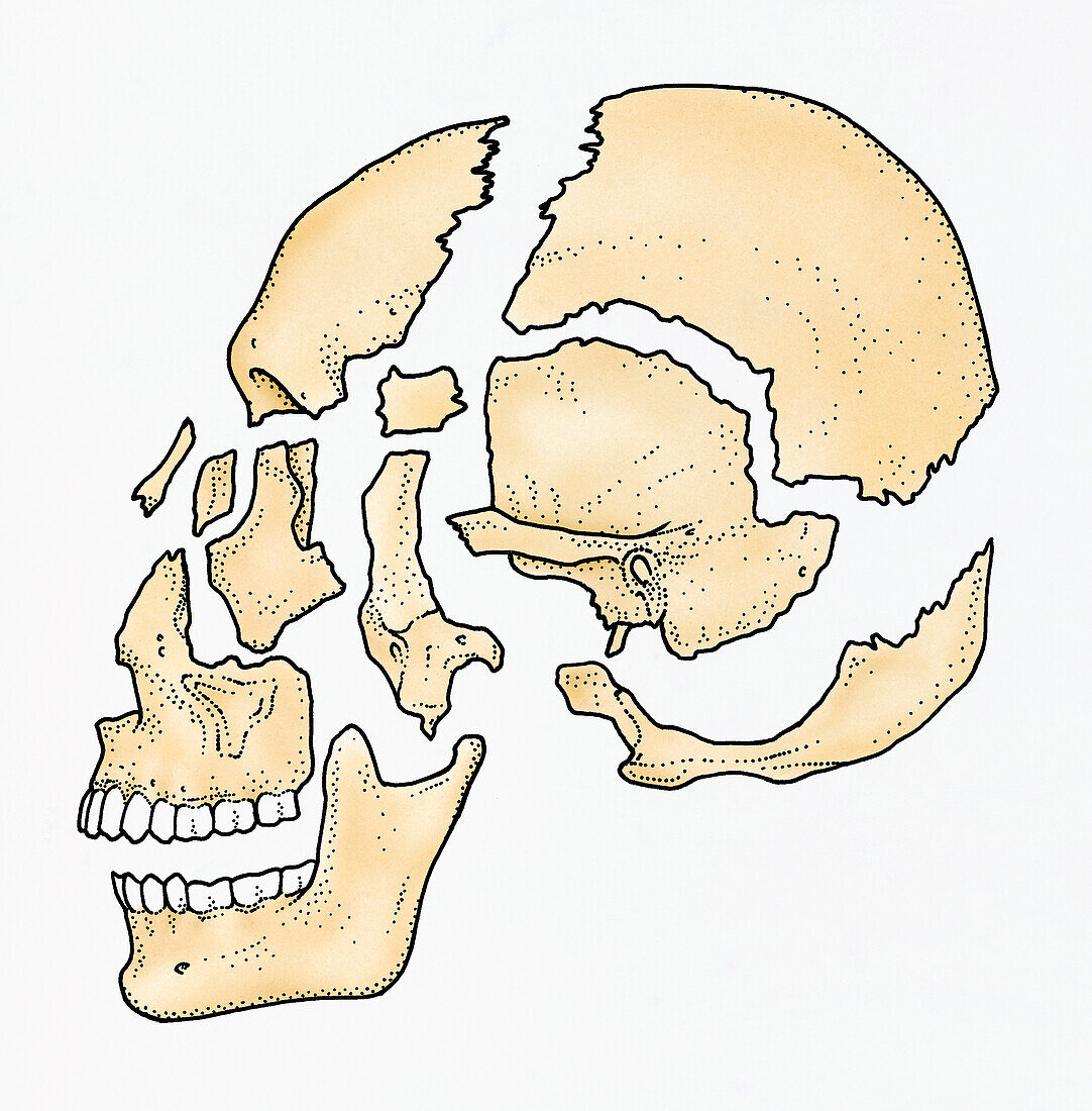 Bones of human skull, illustration