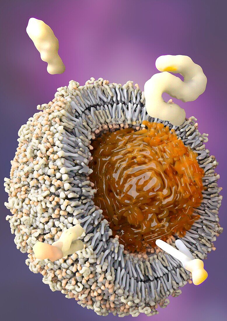 mRNA encapsulated in a nanoparticle, illustration