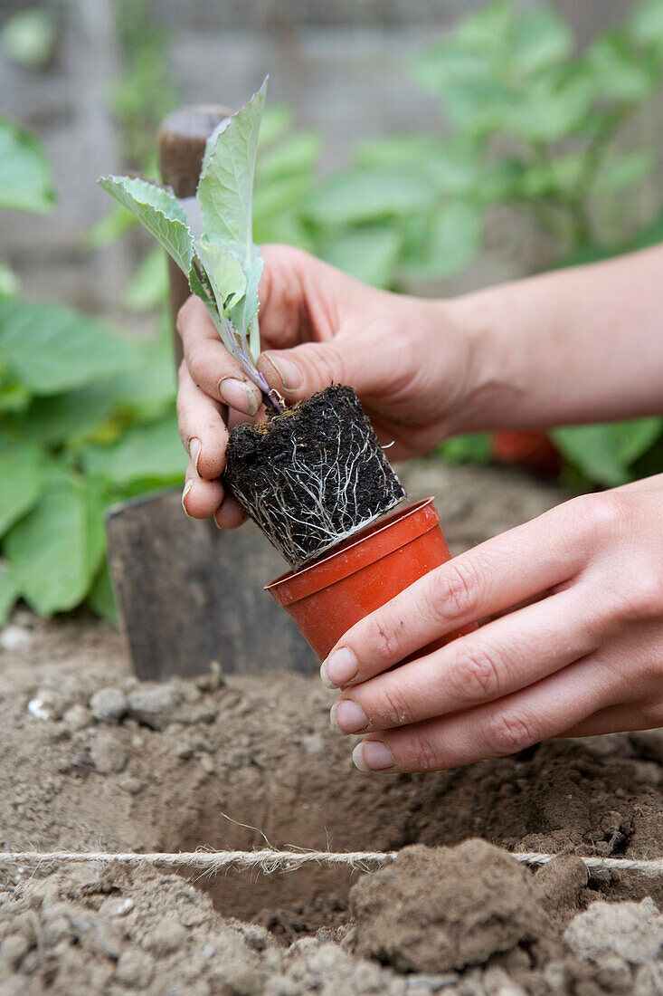 Transplanting a young plant from pot to the ground