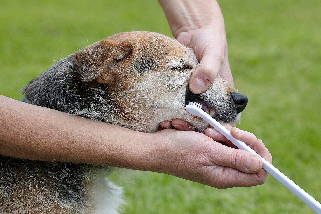 Elderly jack russell having teeth cleaned by owner