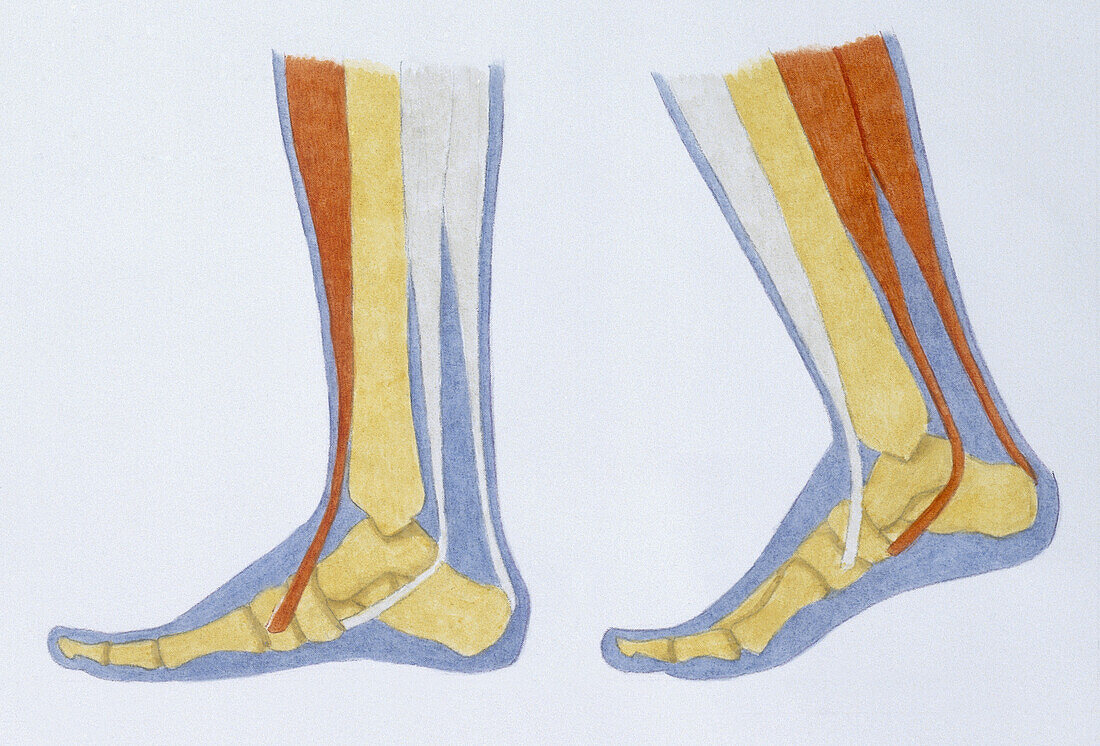 Illustration of muscle and bone of a human foot when walking