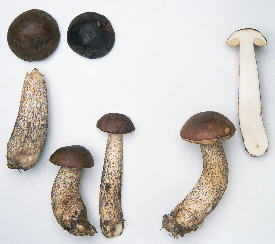 Brown birch bolete (Leccinum scabrum)