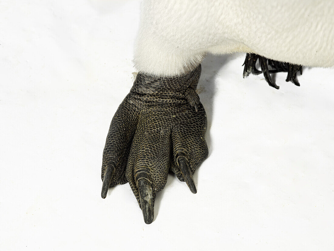 Webbed foot of a king penguin