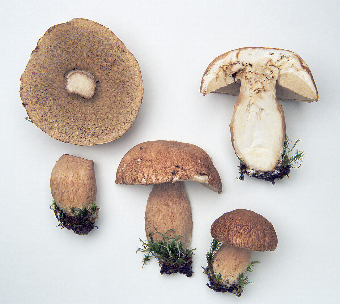 Summer bolete mushroom